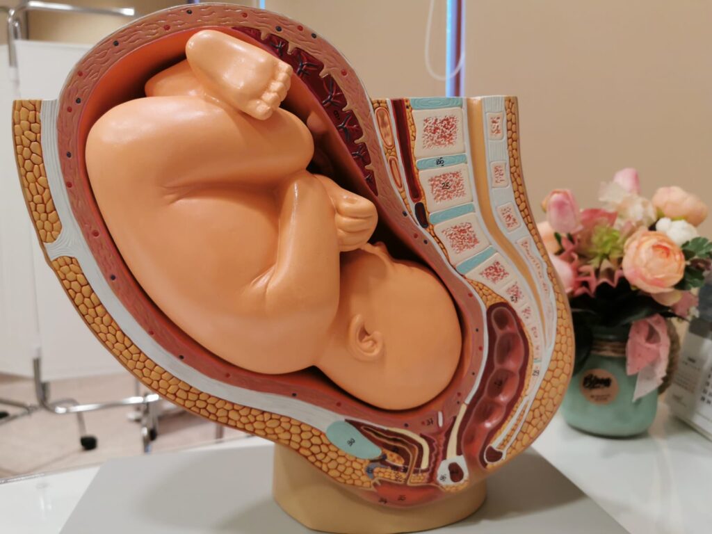 Model anatomic de sarcină în cabinetul clinicii de ginecologie Eva Med Center Constanța